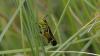 Stethophyma grossum